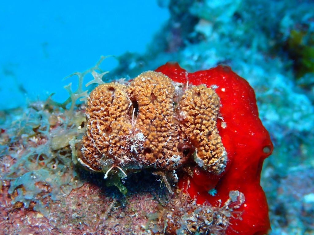 Biemna trisigmata