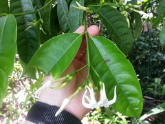 Faramea occidentalis