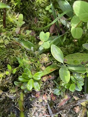 Drosera rotundifolia image