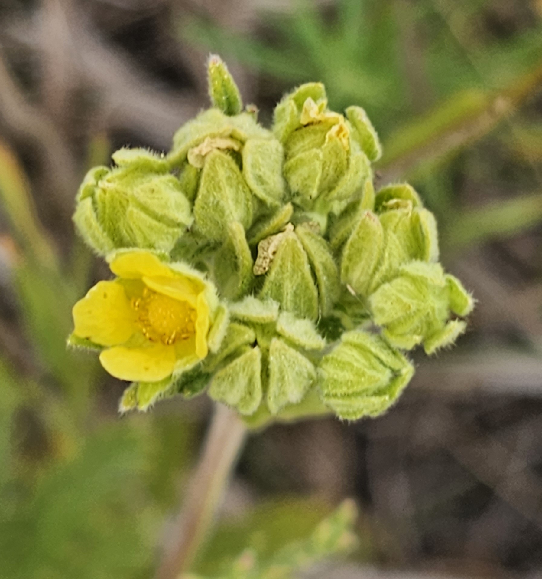 Potentilla lasiodonta
