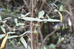 Edgeworthia gardneri