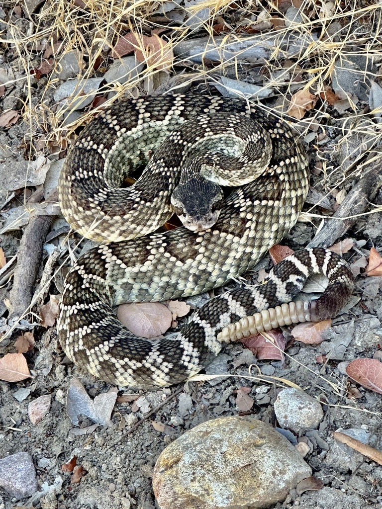 Southern Pacific Rattlesnake from Mission Trails Regional Park, San ...