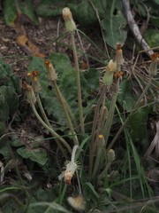 Taraxacum serotinum