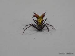 Micrathena fissispina