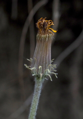 Taraxacum serotinum