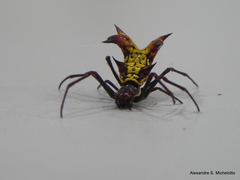 Micrathena fissispina