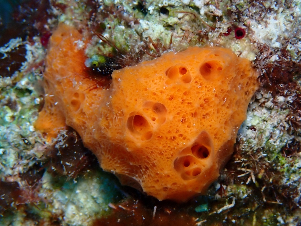Orange Lumpy Encrusting Sponge