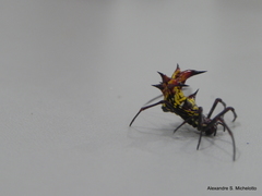 Micrathena fissispina