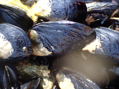 Mytilus planulatus