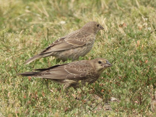 Brown-headed Cowbird photographed in New Jersey