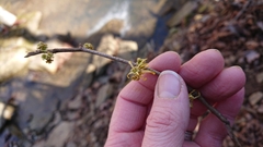 Hamamelis vernalis