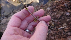 Hamamelis vernalis