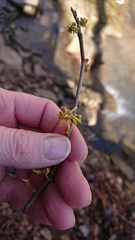 Hamamelis vernalis