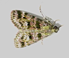 Lacalma eupepla