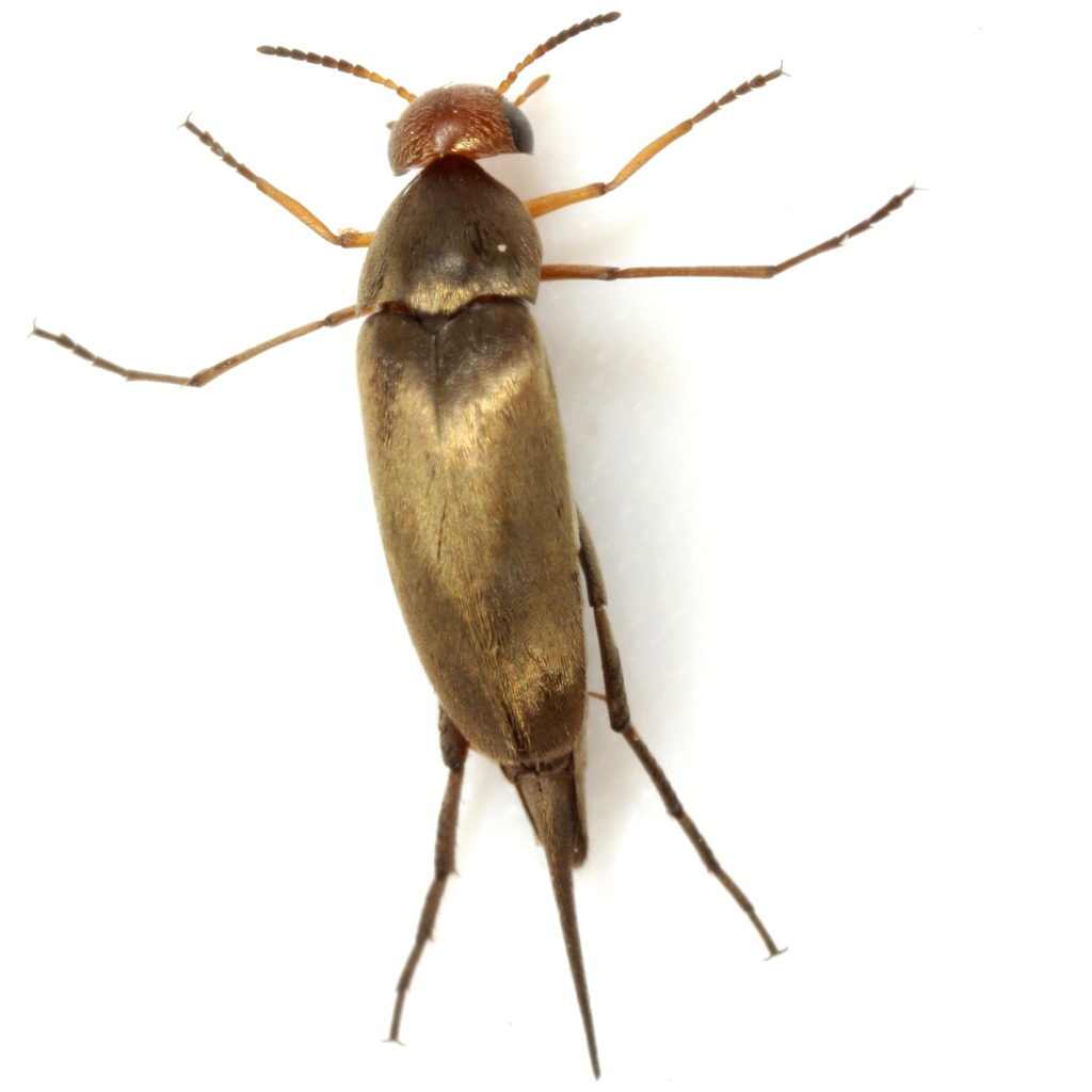 Mordellistena husseyi