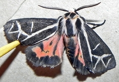Apantesis figurata
