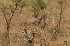 Melaenornis semipartitus