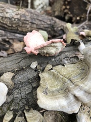 Phlebia incarnata image