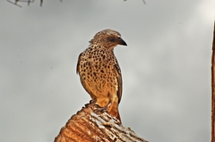 Histurgops ruficauda