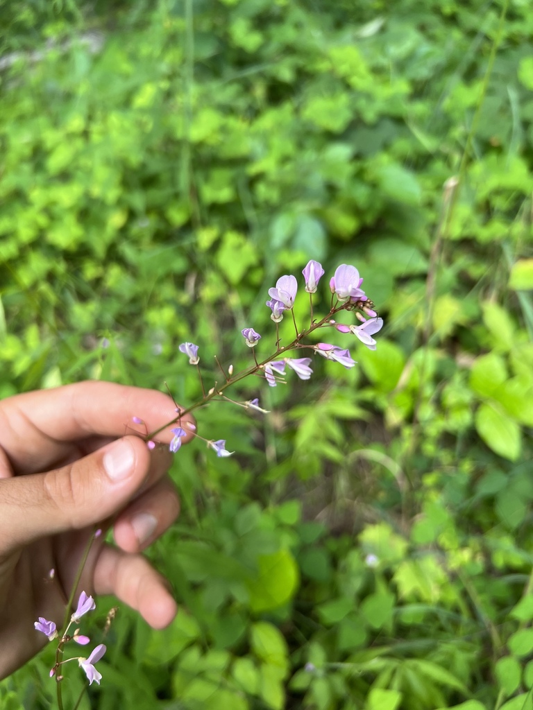 naked-flowered tick-trefoil in August 2023 by Brady O'Brien · iNaturalist