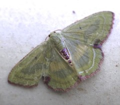 Metallochlora lineata