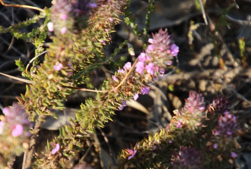 Image of Muraltia thunbergii by (c) Tony Rebelo, some rights reserved (CC BY-SA)