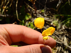 Calceolaria filicaulis