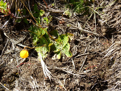 Calceolaria filicaulis
