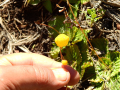 Calceolaria filicaulis