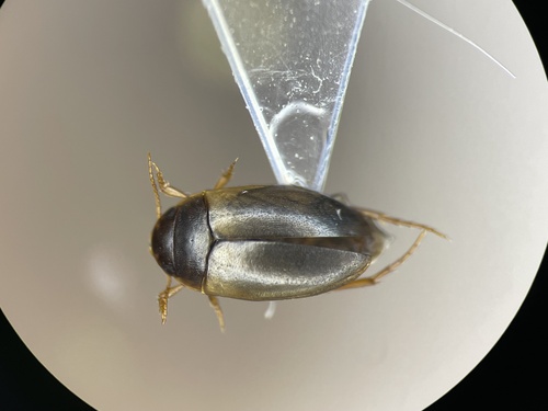 Sanfilippodytes pseudovilis