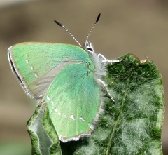 Callophrys viridis