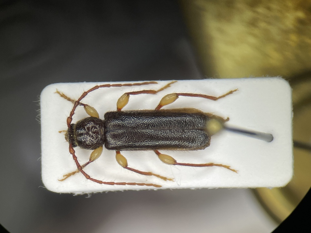 Phymatodes aereus