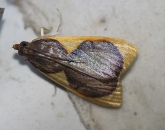 Prooedema inscisalis