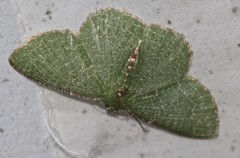 Eucyclodes metaspila