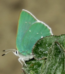 Callophrys viridis