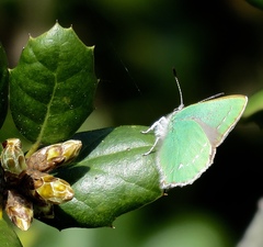 Callophrys viridis