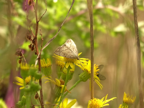 Purple-backed Cabbageworm Moth, Sint-Oedenrode, Nederland, photo 9 of 10