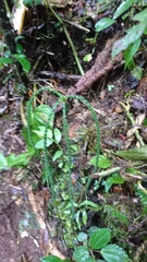 Chamaedorea pinnatifrons