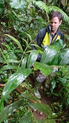 Chamaedorea pinnatifrons