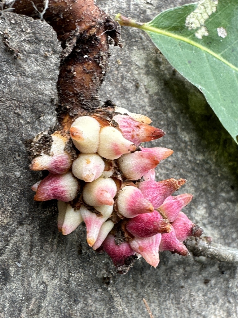 Biorhiza caepuliforme