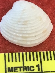 Chionopsis intapurpurea
