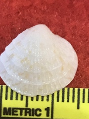 Chione elevata