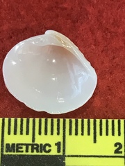 Chione elevata