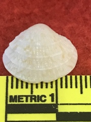 Chione elevata