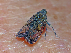Dipsiathus obscurifrons