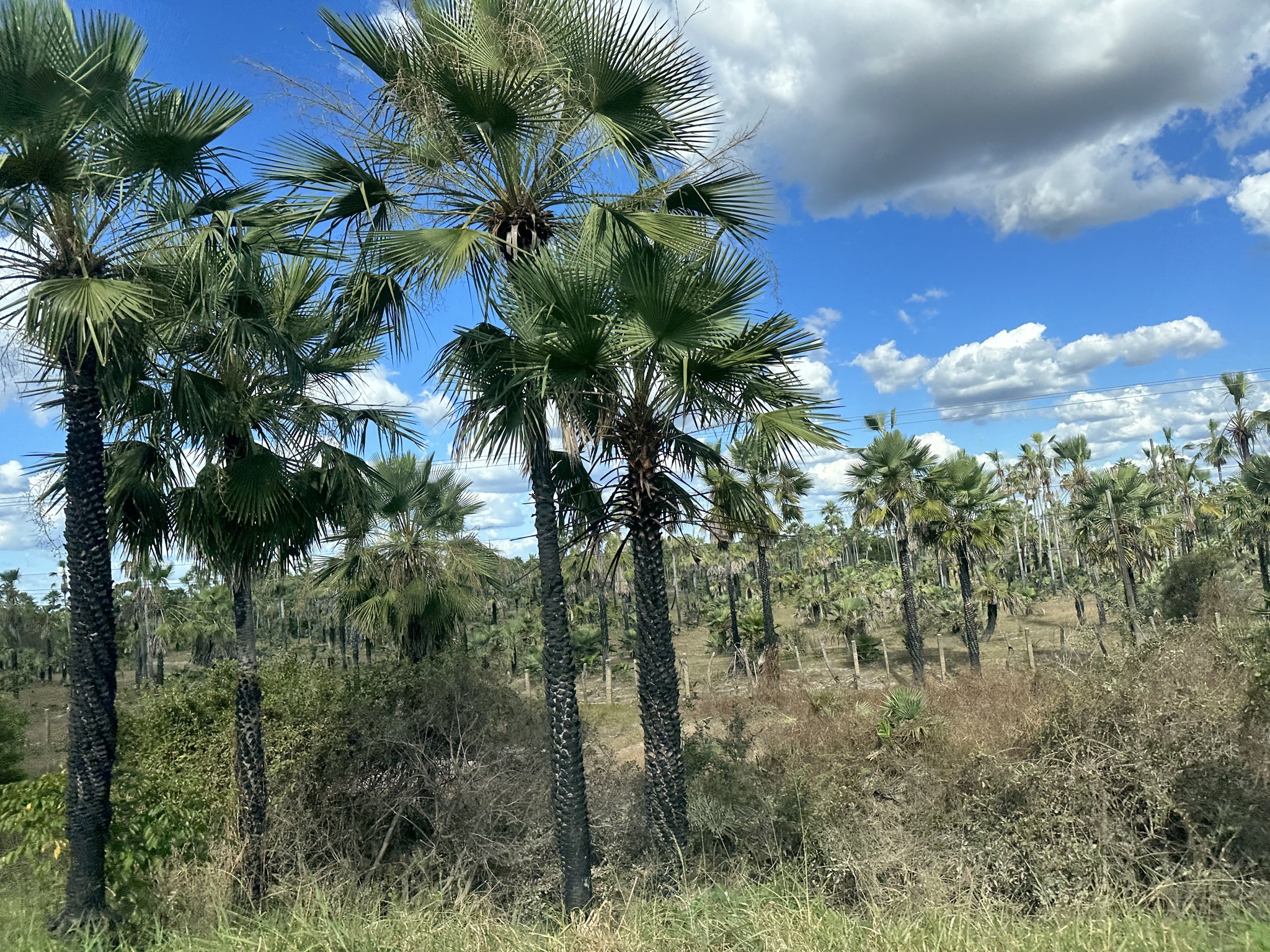 Copernicia prunifera