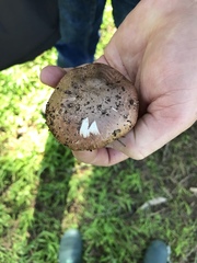 Agaricus incultorum