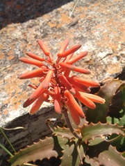 Aloe palmiformis image