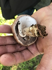 Agaricus incultorum
