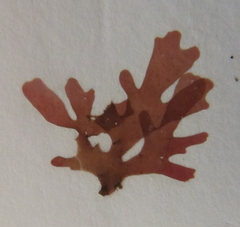 Hymenena